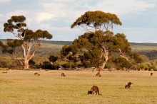Kangaroo Island - Visites envisagées 